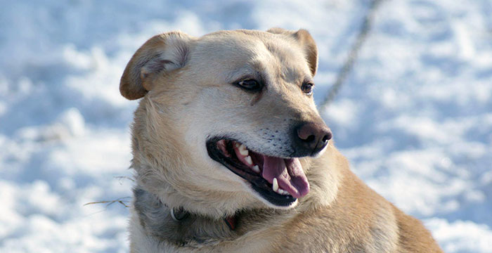 Misiu do adopcji