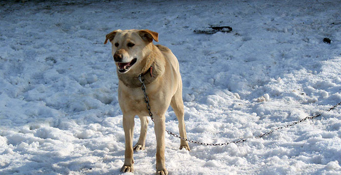 Misiu do adopcji