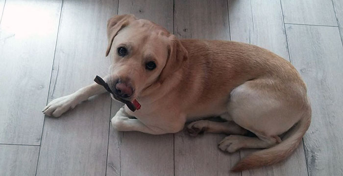 Pixel, labrador do adopcji