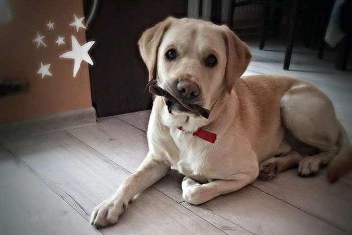 Pixel, labrador do adopcji