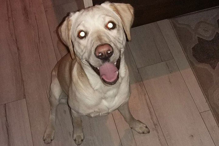 Pixel, labrador do adopcji