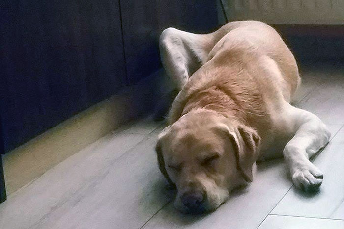 Pixel, labrador do adopcji