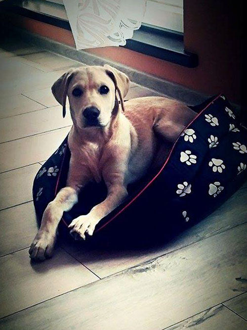 Pixel, labrador do adopcji
