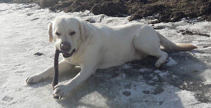 Spajki, labrador do adopcji