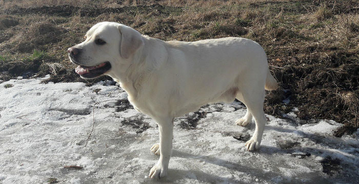 Spajki, labrador do adopcji