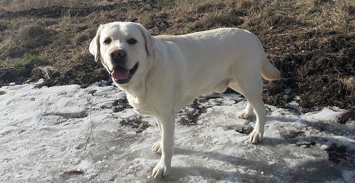 Spajki, labrador do adopcji