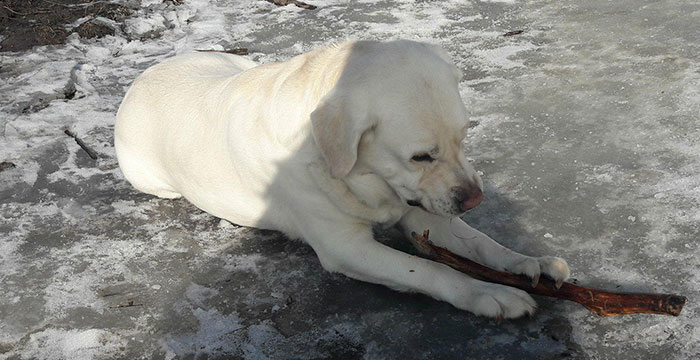 Spajki, labrador do adopcji