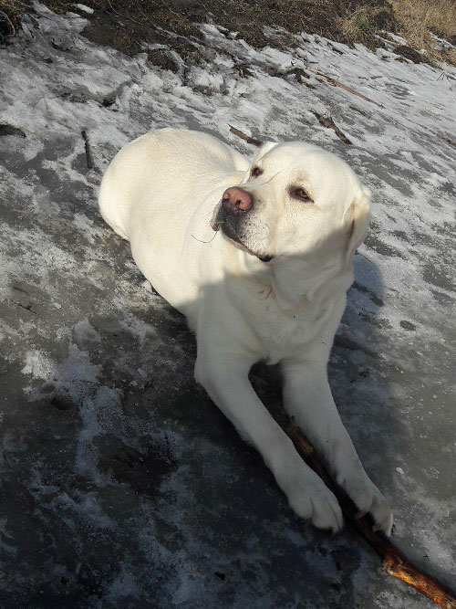 Spajki, labrador do adopcji