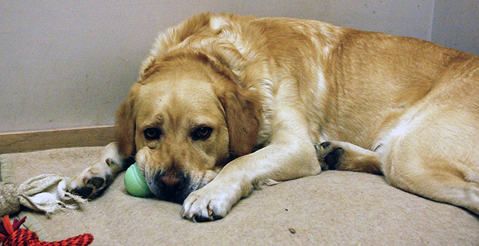 Labrador Sony