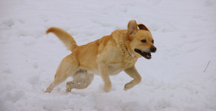 Labrador Sony