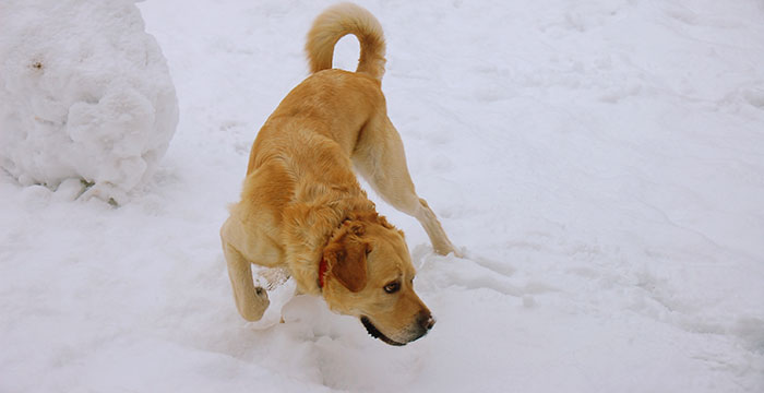 Labrador Sony