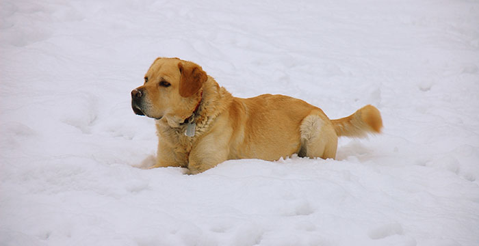 Labrador Sony