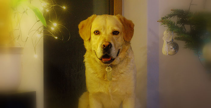 Labrador Sony