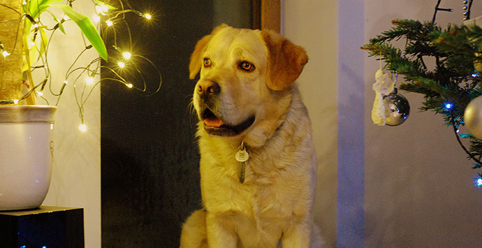 Labrador Sony