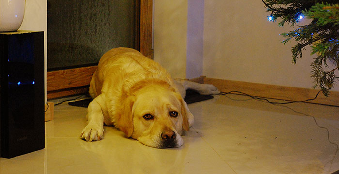 Labrador Sony