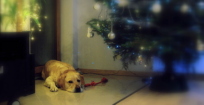 Labrador Sony