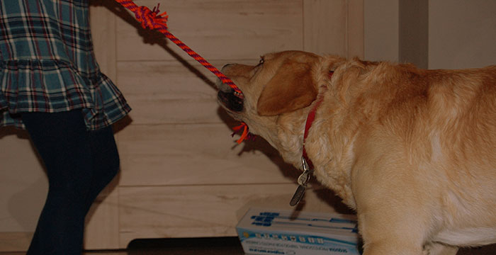 Labrador Sony