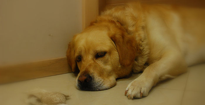 Labrador Sony