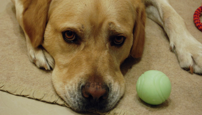 Labrador Sony