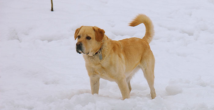 Labrador Sony