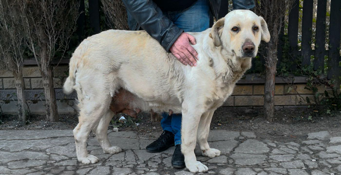 http://adopcje.labradory.org/sara-5/