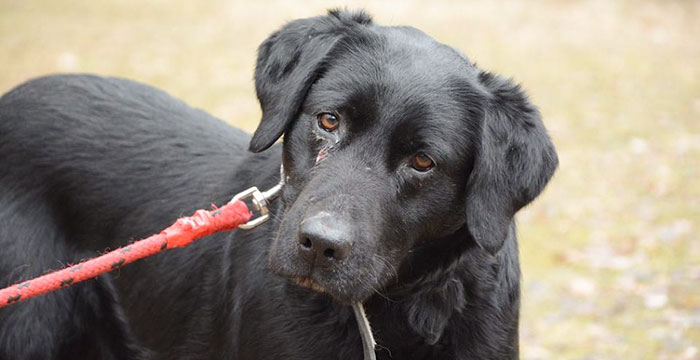 labrador w potrzebie