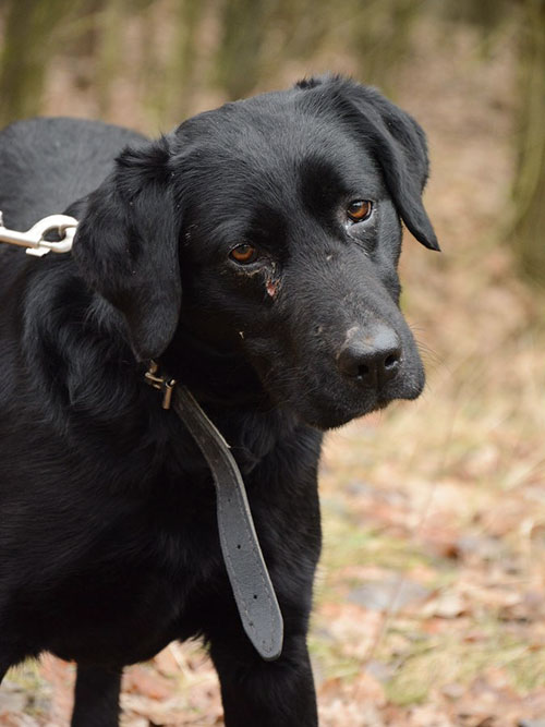labrador w potrzebie