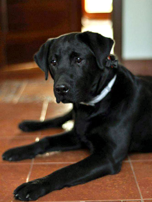 Bruno, labrador do adopcji