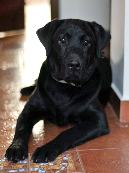 Bruno, labrador do adopcji