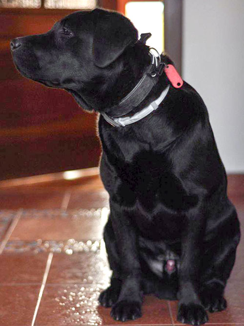 Bruno, labrador do adopcji