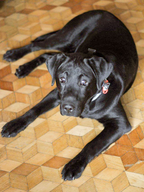 Bruno, labrador do adopcji