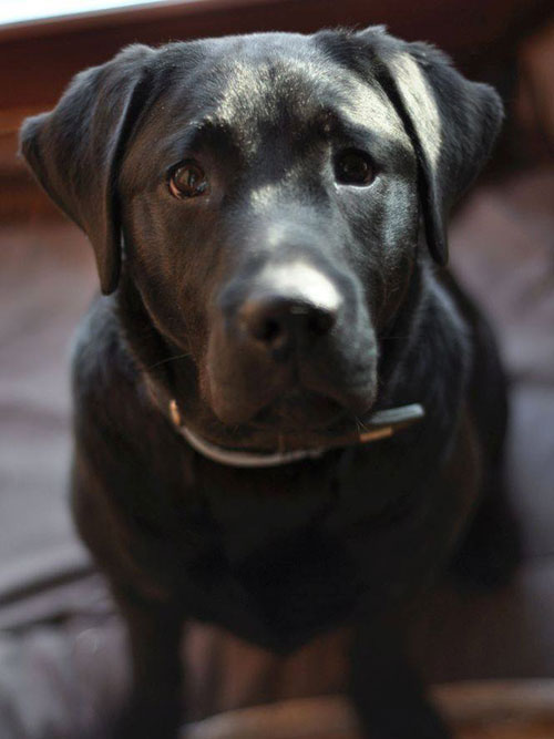 Bruno, labrador do adopcji