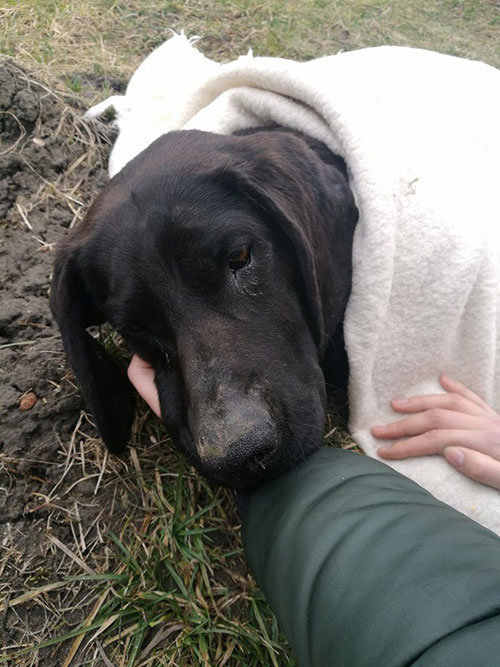 Labrador w potrzebie