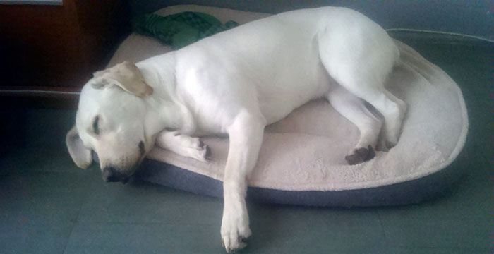 Labradorka Moli w potrzebie