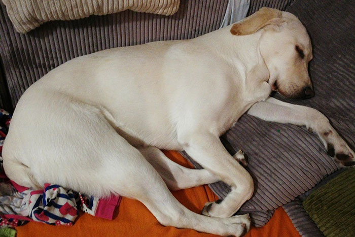 Labradorka Moli w potrzebie