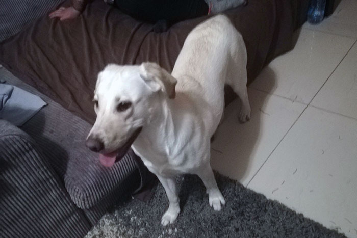 Labradorka Moli w potrzebie