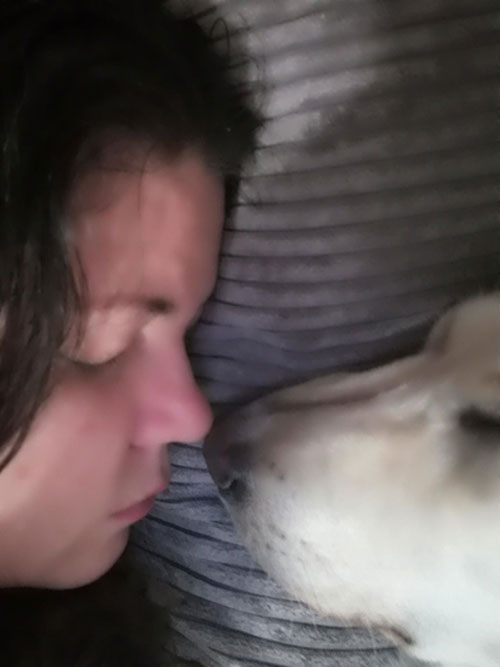 Labradorka Moli w potrzebie
