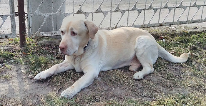 Troj, labrador do adopcji 