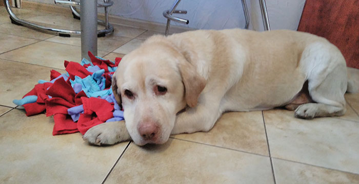 Troj, labrador do adopcji 