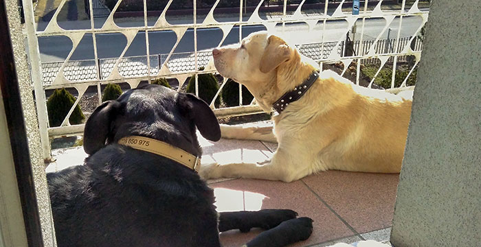 Troj, labrador do adopcji 