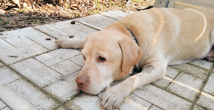 Troj, labrador do adopcji 