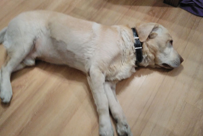 Troj, labrador do adopcji 