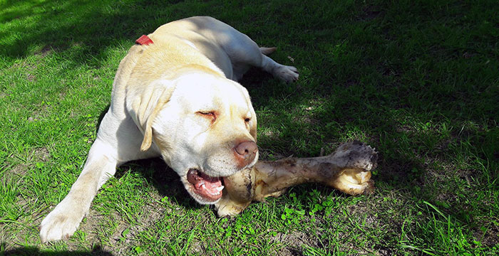 Atos, labrador do adopcji