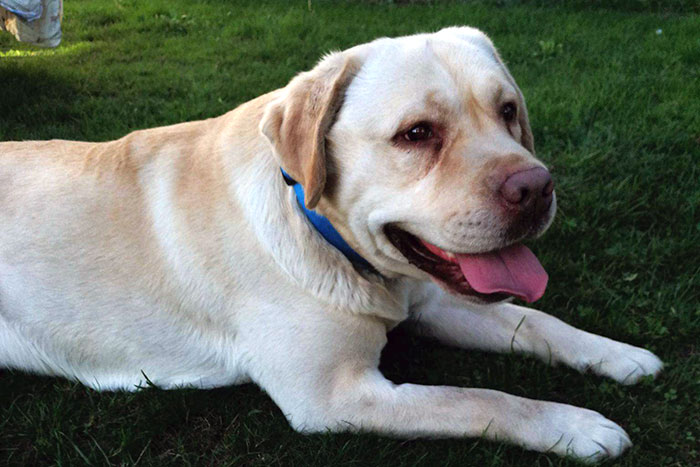 Atos, labrador do adopcji