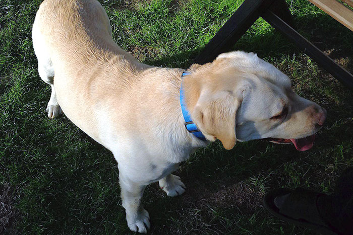 Atos, labrador do adopcji