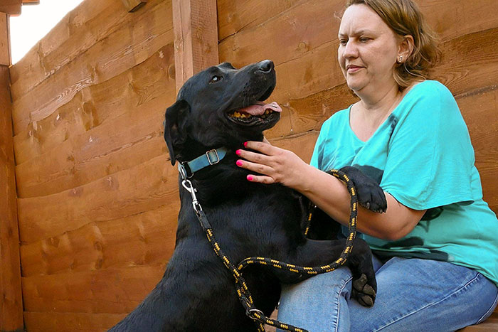 Dino, labrador do adopcji