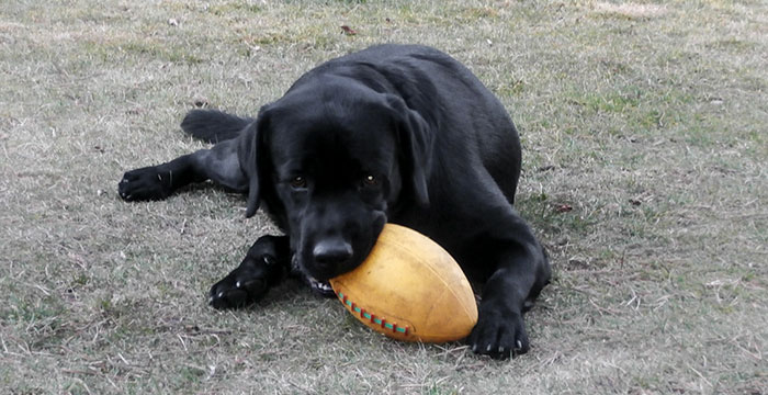 Labrador Drago