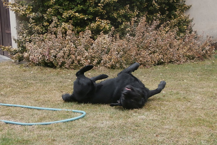 Labrador Drago