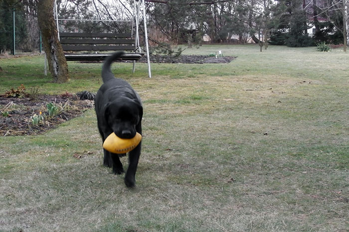 Labrador Drago
