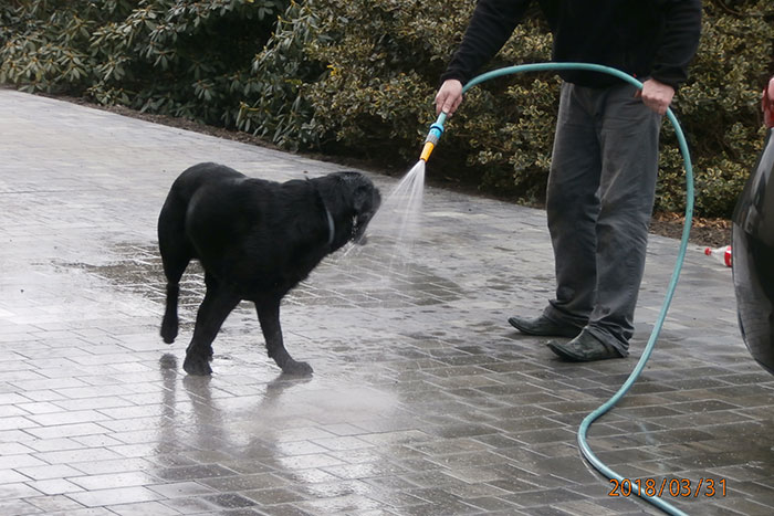 Labrador Drago